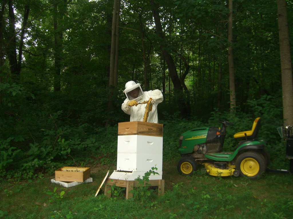 brushing the bees off the frame