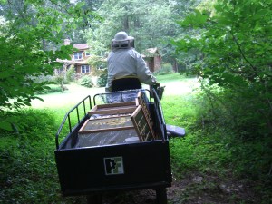 Taking the honey to the house