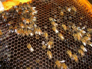 There is evidence in this photo.  Wish I knew what it was.