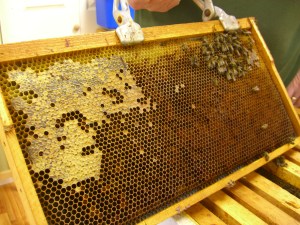 Capped honey on the left and a cluster of dead bees on the right