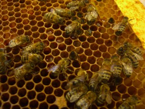 The bee scene to be investigated