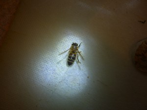 Do these wings look weird to you?