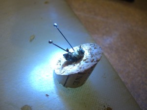 This technique can also be used for interrogating the bees.  The flashlight is particularly effective.