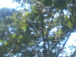 Spider webs...everywhere CIMG7913