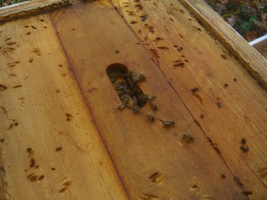 Small hive beetles can ruin a colony.  We'll have to get on this.  Stay tuned.