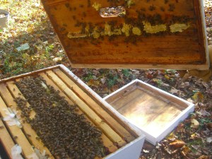 Burr comb...the bees don't always keep their honeycombs in the frames.