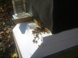 The mason jar is the sugar water feeder.  Giving them sugar did not make them lazy...they were busy little bees but get to store their honey for winter.