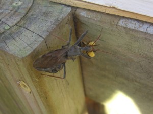 Assassin bug