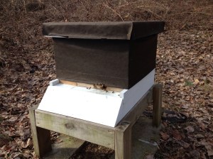 Hive C.  Bees coming in for a landing after their cleansing flights.