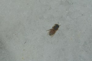 Little bee, don't freeze on the snow!