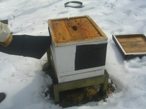 Tar paper comes off.  After all, tonight begins daylight savings!