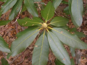 Rhododendron braved the winter and came out ready to bloom.