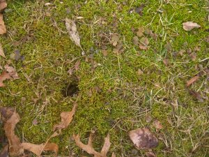 Moss...and a chipmunk hole.  Alvin!!!!!!