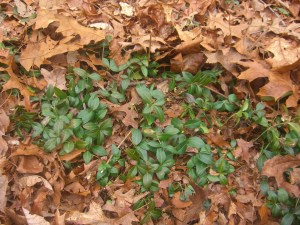 I know I can always rake the periwinkle for a green pick-me-up.