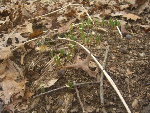 Daylilies look vulnerable to the forecasted snow.