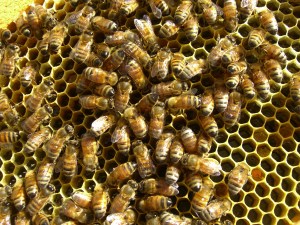 Honey frame or brood frame?  