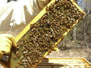 A peek in the other hives...