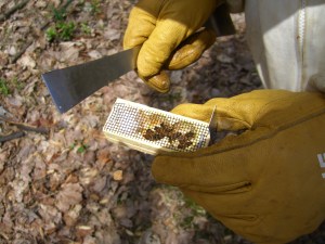 The queen and her attendants arrive in their own little box.  The other bees will eat through a sugar plug to release her into the hive.