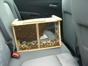 Shoulda buckled them in!