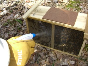 First, BeeMan sprays them with sugar water to keep them too busy snacking to bother with him.