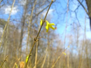 The pedometer doesn't count picture taking, but we are taking steps toward spring at Maywood.