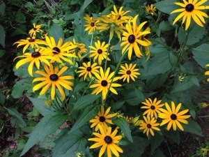 Not a picture of blackberry sauce