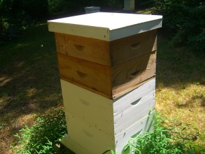 Hive D.  We took the lower brown box and kept the  top box on for a potential fall harvest.