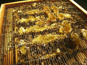 A peek through the queen excluder at the bees.