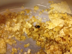 Straggler bee in the wax cappings a day later...right before his water ride