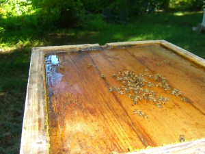 A puddle in the hive, most likely from condensation.