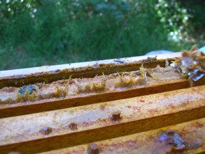 Propolis is the sticky stuff bees make to seal the hive.  It's a real pain to get off countertops.
