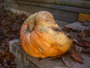 Deceased mutant pumpkin.  
