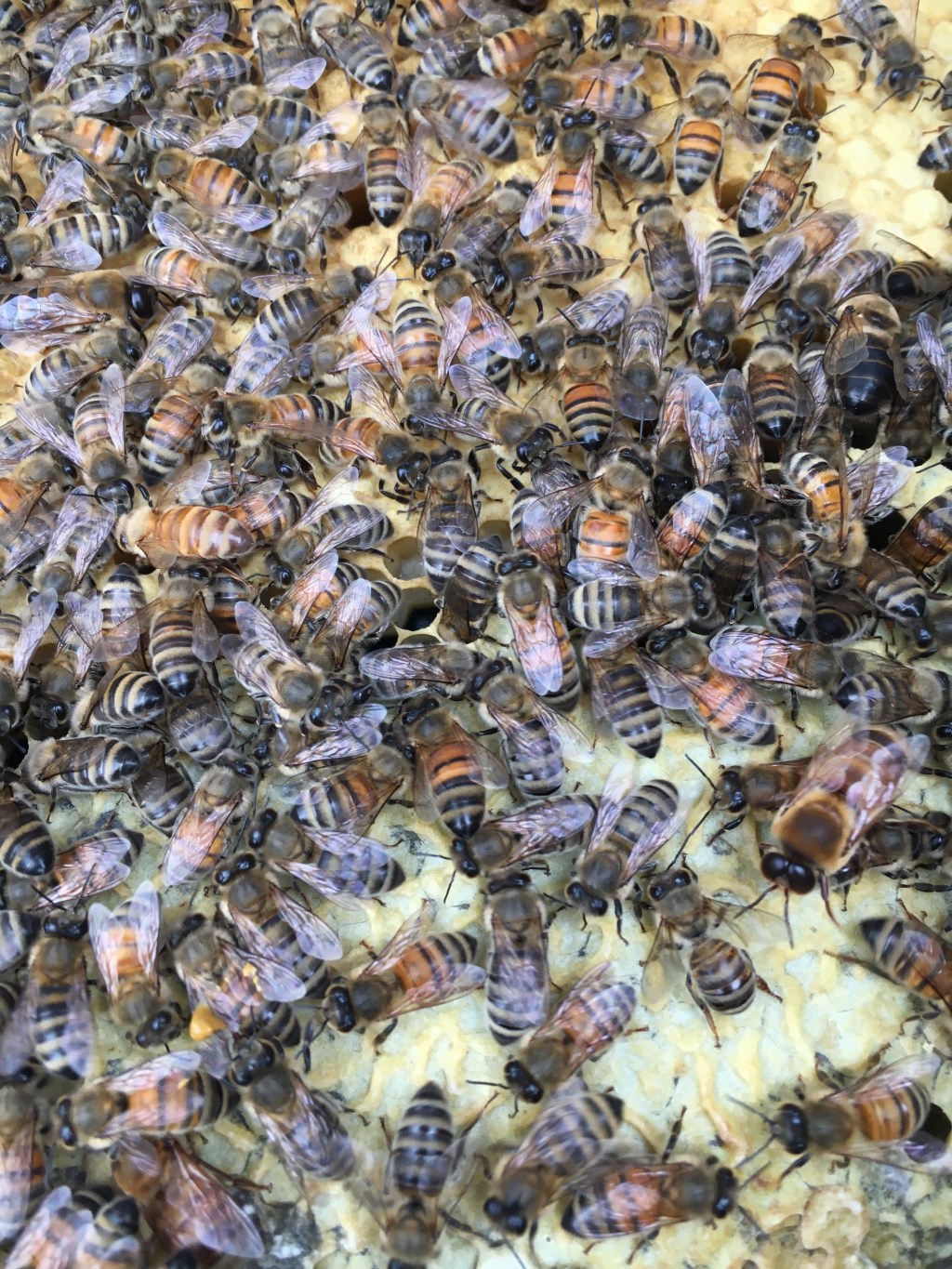 Installing the New&nbsp;Bees