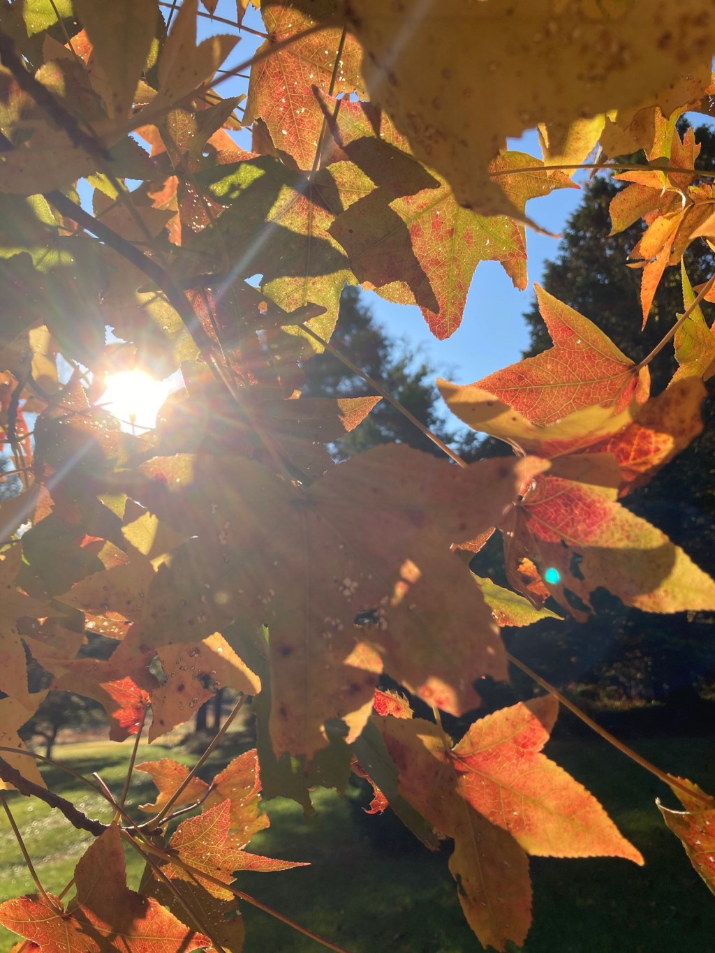 Pup Walks and Illuminated&nbsp;Leaves